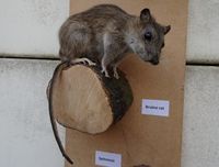 Taxidermie bruine rat
