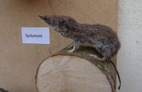 Taxidermie spitsmuis