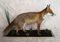 Taxidermie vos full mount